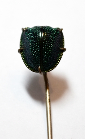 DUNG BETEL STICK PIN